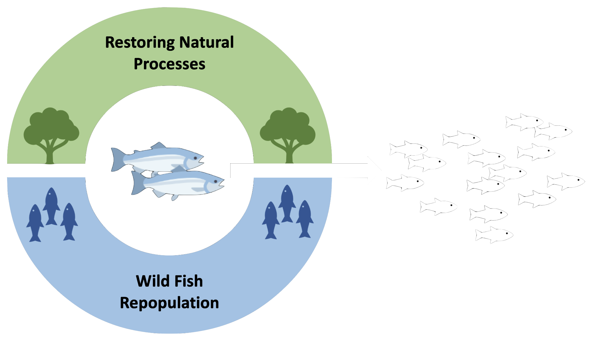 A circular diagram with restoring natural processes at the top and wild fish repopulation at the bottom, then an arrow pointing to a shoal of fish 